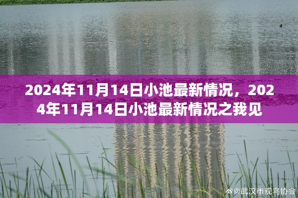 2024年11月14日小池最新情况深度解析